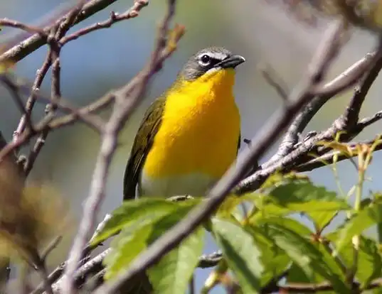 Picture of a yellow-breasted chat (Icteria virens)