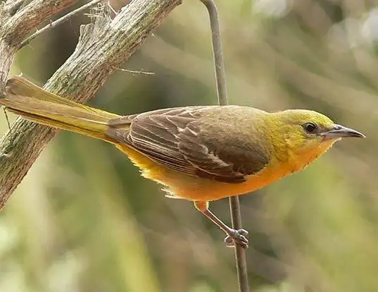 Picture of a hooded oriole (Icterus cucullatus)