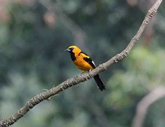 Picture of a spot-breasted oriole (Icterus pectoralis)