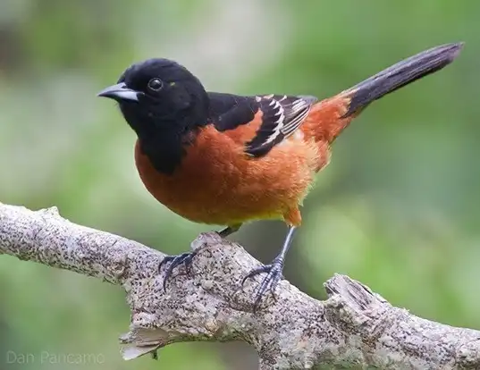 Picture of a orchard oriole (Icterus spurius)