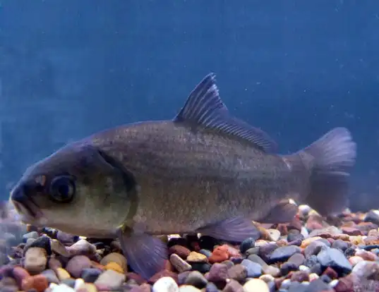 Picture of a bigmouth buffalo (Ictiobus cyprinellus)