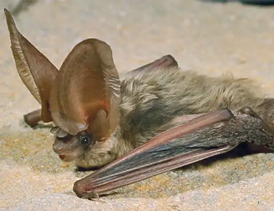 Picture of a allen's big-eared bat (Idionycteris phyllotis)