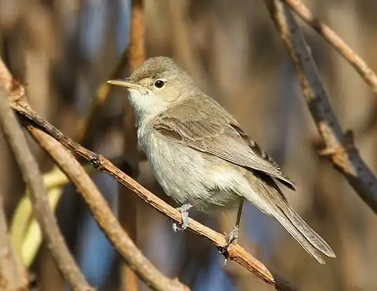 Picture of a eastern olivaceous warbler (Iduna pallida)