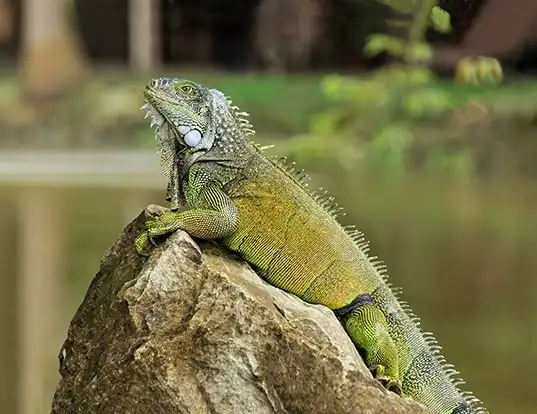 Picture of a green iguana (Iguana iguana)
