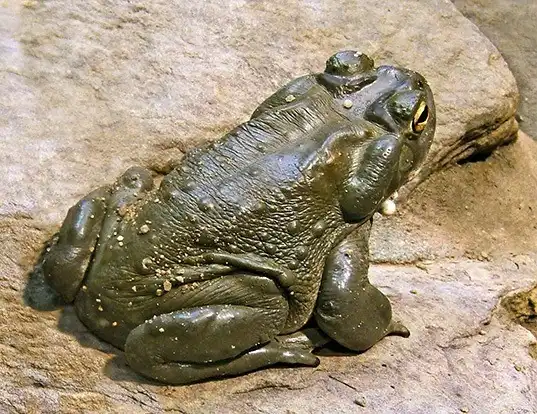 Picture of a colorado river toad (Incilius alvarius)