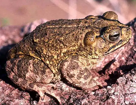 Picture of a sinaloa toad (Incilius mazatlanensis)