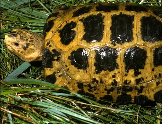 Picture of a travancore tortoise (Indotestudo forstenii)