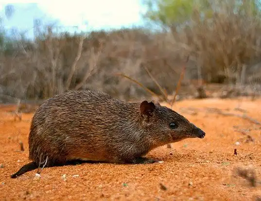 Picture of a golden bandicoot (Isoodon auratus)