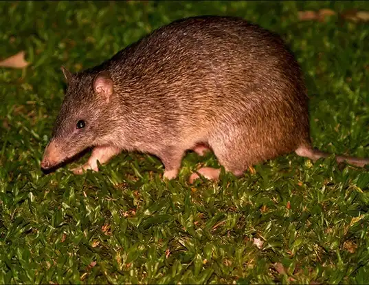 Picture of a northern brown bandicoot (Isoodon macrourus)