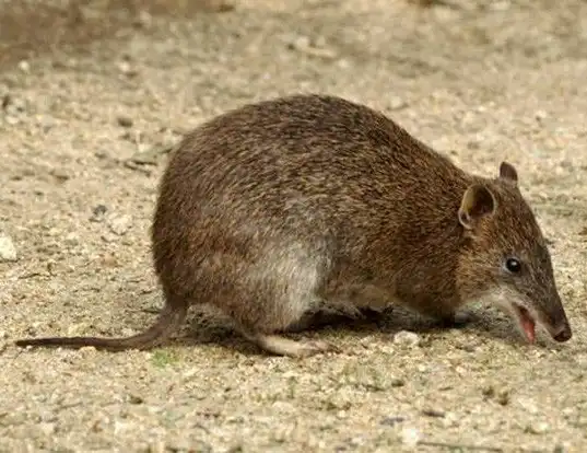 Picture of a southern brown bandicoot (Isoodon obesulus)