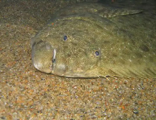 Picture of a butter sole (Isopsetta isolepis)