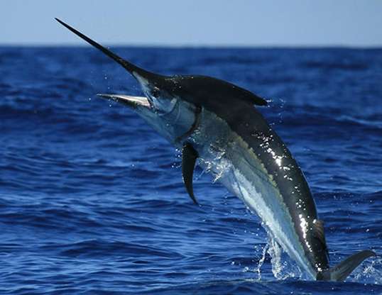 Picture of a black marlin
 (Istiompax indica
)