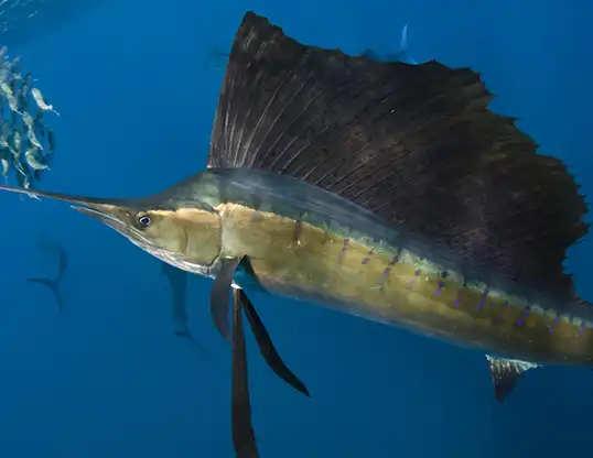 Picture of a atlantic sailfish
 (Istiophorus albicans
)