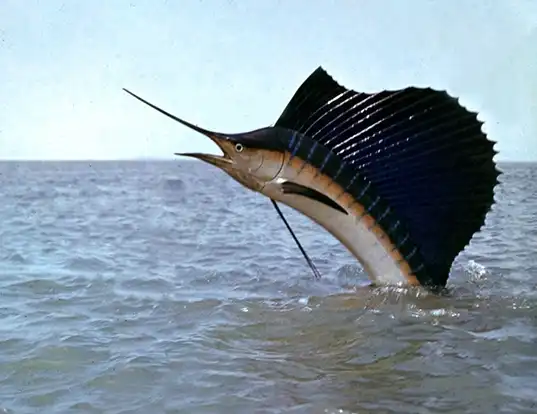 Picture of a indo-pacific sailfish (Istiophorus platypterus)