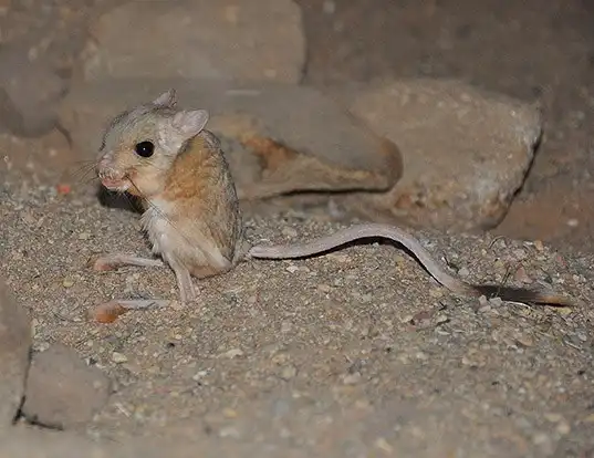 Picture of a lesser egyptian jerboa (Jaculus jaculus)