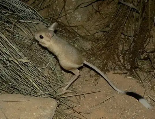 Picture of a greater egyptian jerboa (Jaculus orientalis)