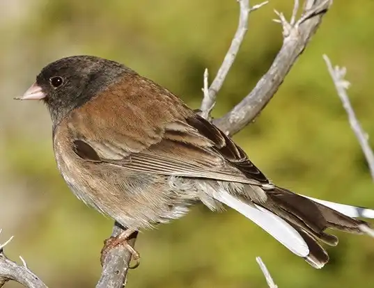 Picture of a dark-eyed junco (Junco hyemalis)