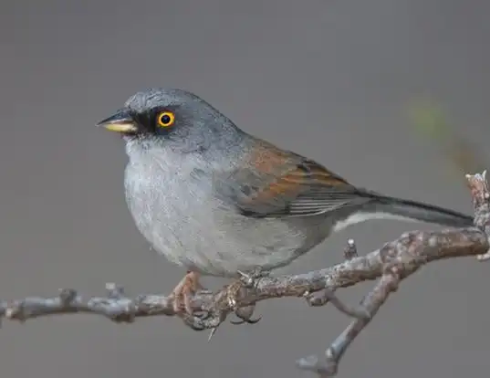 Picture of a yellow-eyed (mexican) junco (Junco phaeonotus)