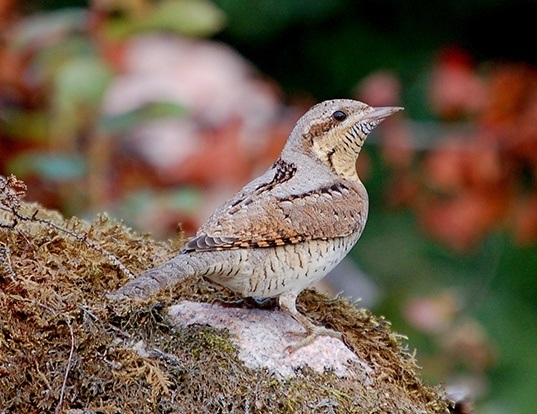 Picture of a eurasian wryneck (Jynx torquilla)