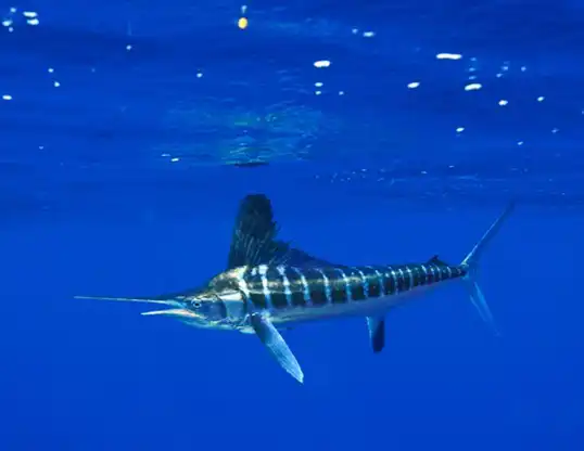 Picture of a white marlin
 (Kajikia albida
)