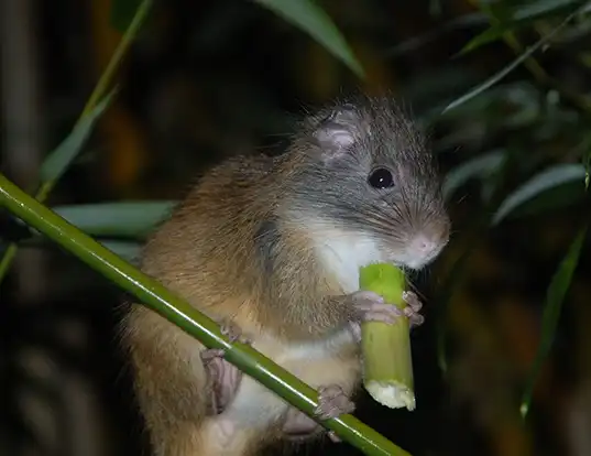 Picture of a atlantic bamboo rat (Kannabateomys amblyonyx)