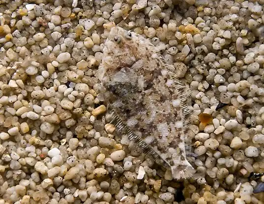 Picture of a stone flounder (Kareius bicoloratus)