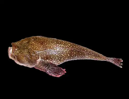 Picture of a giant stargazer (Kathetostoma giganteum)