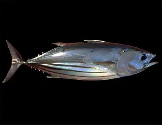 Picture of a skipjack tuna (Katsuwonus pelamis)