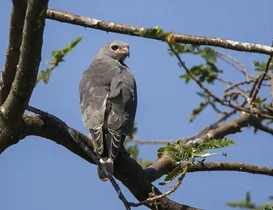 Picture of a lizard buzzard (Kaupifalco monogrammicus)
