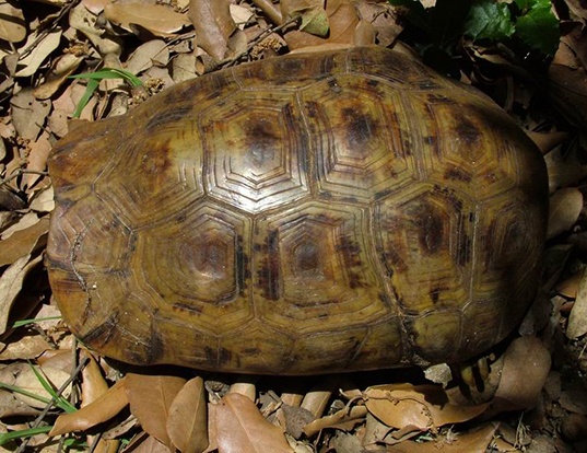 Picture of a bell's hingeback tortoise (Kinixys belliana)