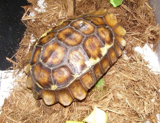 Picture of a serrated forest hingeback tortoise (Kinixys erosa)
