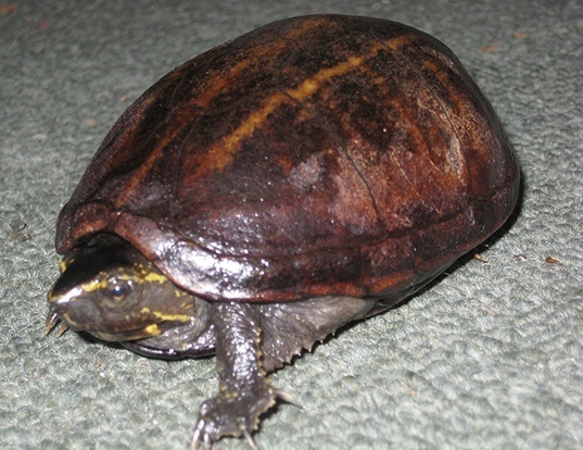 Picture of a striped mud turtle (Kinosternon baurii)