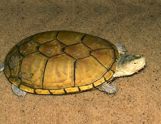 Picture of a yellow mud turtle (Kinosternon flavescens)