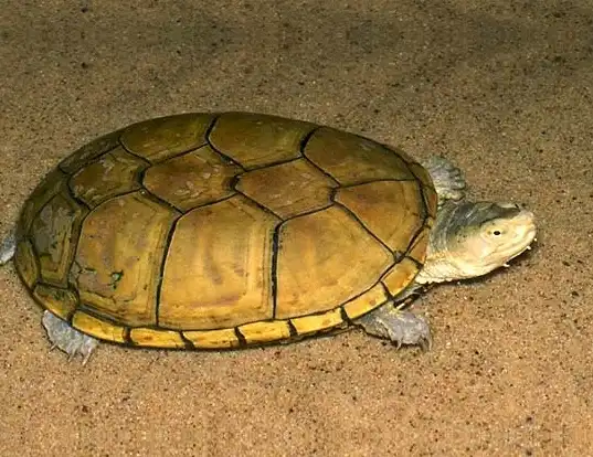 Picture of a yellow mud turtle (Kinosternon flavescens)