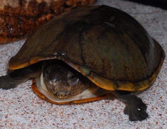 Picture of a herrera's mud turtle (Kinosternon herrerai)