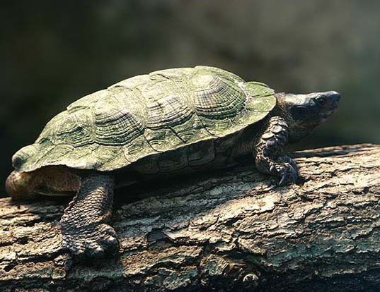 Picture of a tabasco mud turtle (Kinosternon scorpioides)