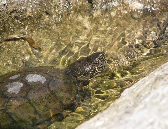 Picture of a sonoran mud turtle (Kinosternon sonoriense)