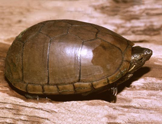 Picture of a mud turtle (Kinosternon subrubrum hippocrepis)