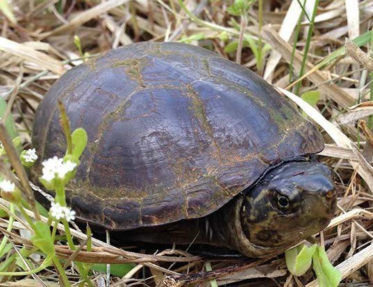 Picture of a eastern mud turtle (Kinosternon subrubrum)