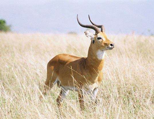 Picture of a kob (Kobus kob)