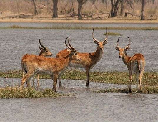 Picture of a southern lechwe (Kobus leche)