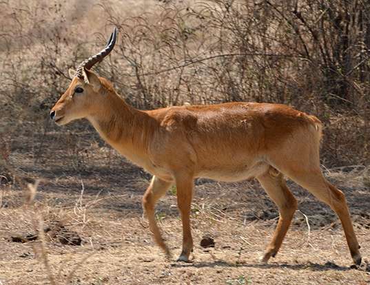 Picture of a puku (Kobus vardonii)