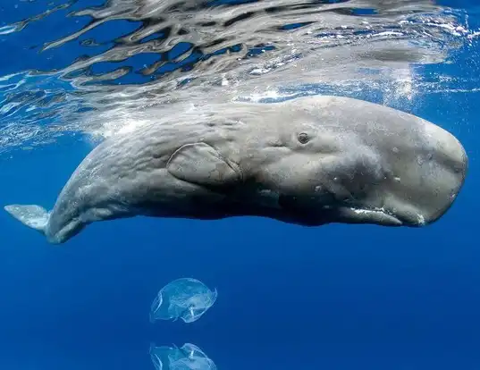 Picture of a pygmy sperm whale (Kogia breviceps)
