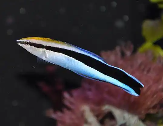 Picture of a blue diesel wrasse (Labroides dimidiatus)