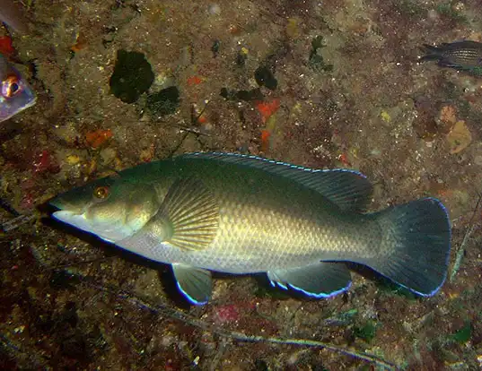 Picture of a brown wrasse (Labrus merula)