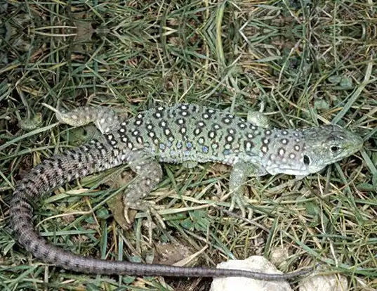 Picture of a european eyed lizard (Lacerta ocellata)
