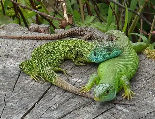 Picture of a green lizard (Lacerta viridis)