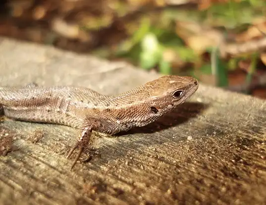 Picture of a viviparous lizard (Lacerta vivipara)