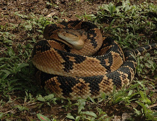 Picture of a south american bushmaster (Lachesis muta)