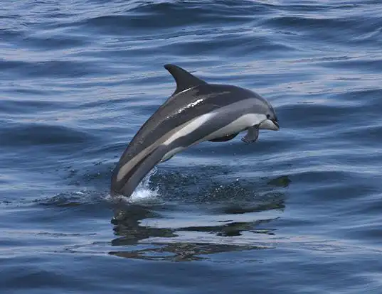 Picture of a atlantic white-sided dolphin (Lagenorhynchus acutus)